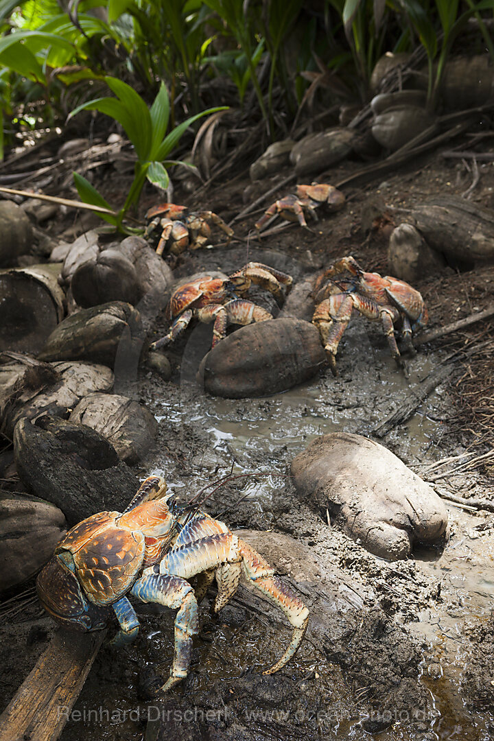 Group of Robber Crab, Birgus latro, Christmas Island, Australia