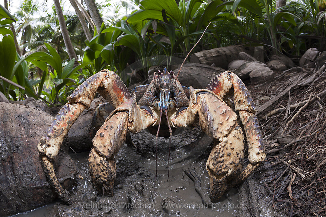 Palmendieb, Birgus latro, Weihnachstinsel, Australien