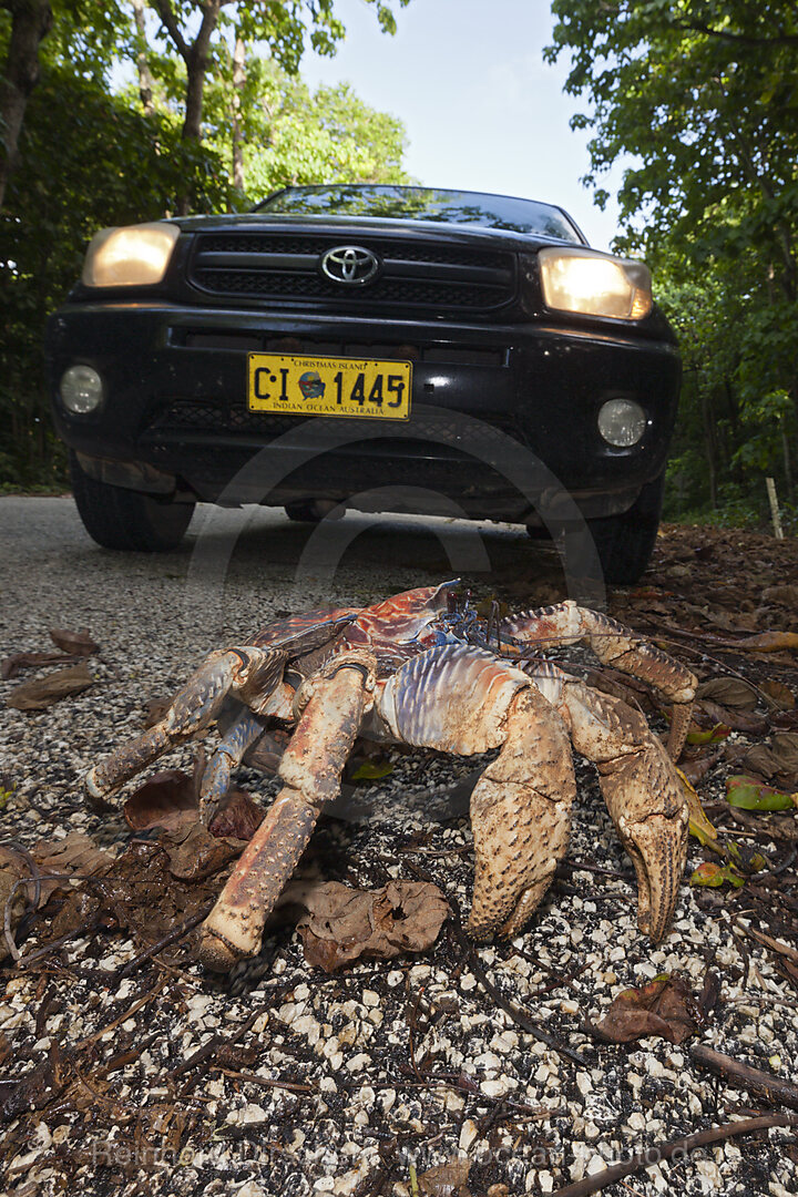 Robber Crab crosses Road, Birgus latro, Christmas Island, Australia