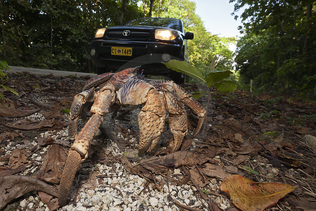 Robber Crab crosses Road, Birgus latro, Christmas Island, Australia