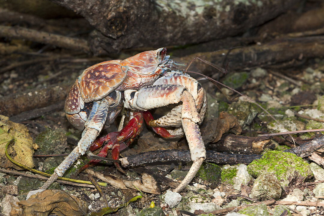 Robber Crab feeding on Christmas Island Red Crab, Birgus latro, Christmas Island, Australia