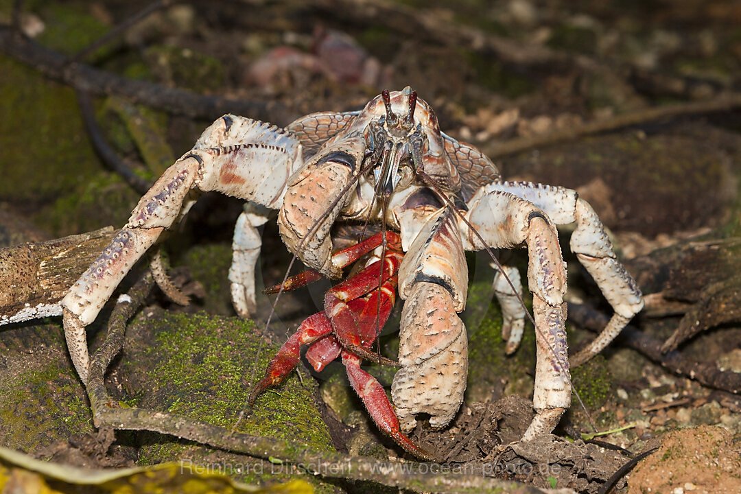 Robber Crab feeding on Christmas Island Red Crab, Birgus latro, Christmas Island, Australia