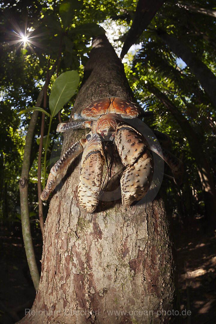 Palmendieb, Birgus latro, Weihnachstinsel, Australien