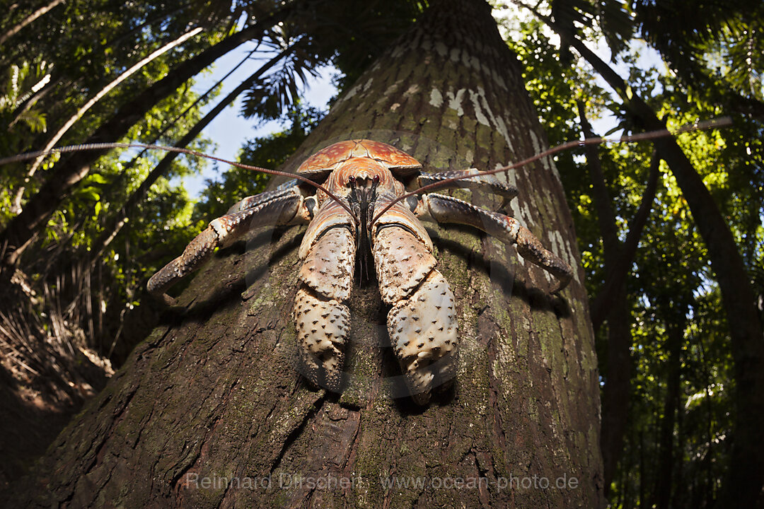 Palmendieb, Birgus latro, Weihnachstinsel, Australien