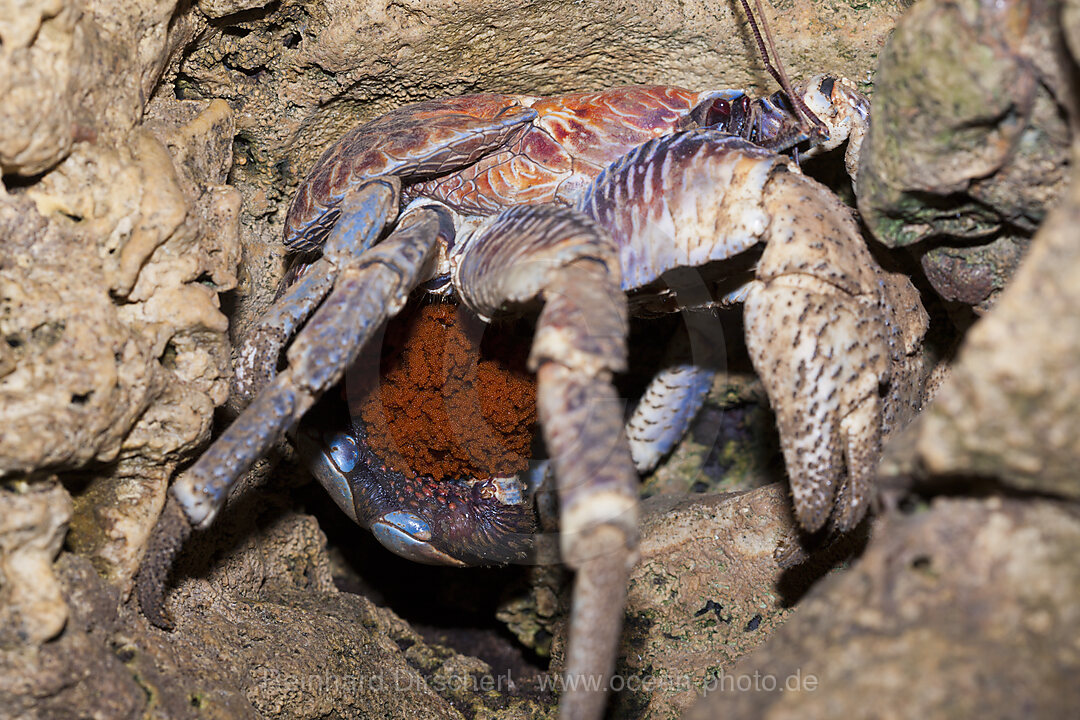 Robber Crab carries Eggs, Birgus latro, Christmas Island, Australia