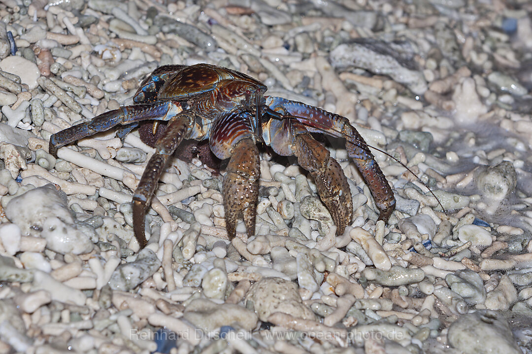 Palmendieb legt Eier im Meer ab, Birgus latro, Weihnachstinsel, Australien