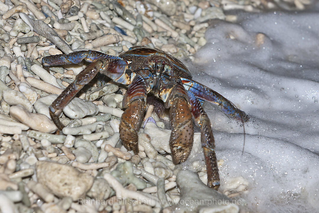 Palmendieb legt Eier im Meer ab, Birgus latro, Weihnachstinsel, Australien