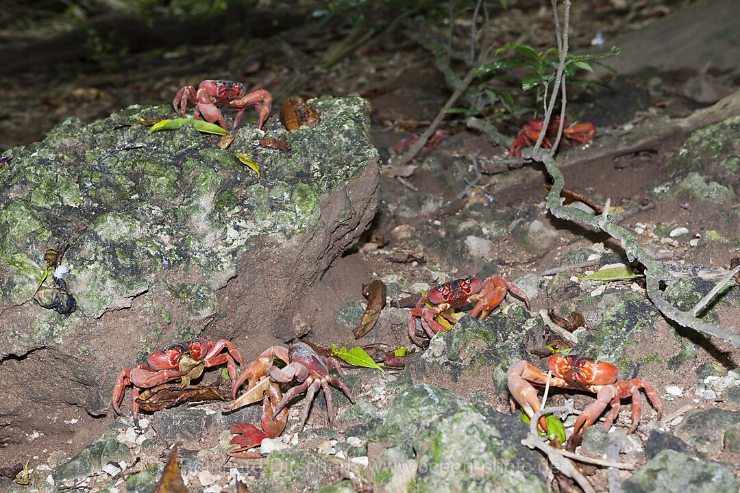 Weihnachtsinsel-Krabben, Gecarcoidea natalis, Weihnachstinsel, Australien