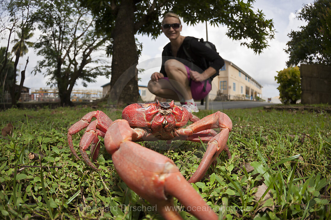 Touristin beobachtet Weihnachtsinsel-Krabbe, Gecarcoidea natalis, Weihnachstinsel, Australien