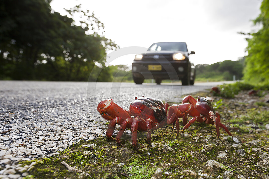 Christmas Island Red Crab crosses Road, Gecarcoidea natalis, Christmas Island, Australia