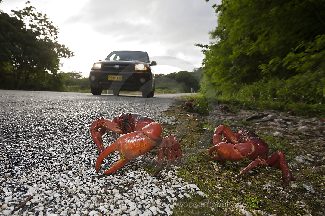 Christmas Island Red Crab crosses Road, Gecarcoidea natalis, Christmas Island, Australia