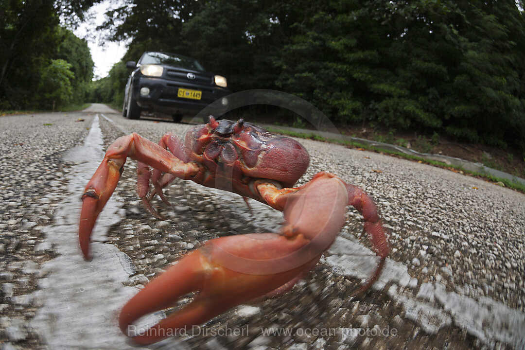 Christmas Island Red Crab crosses Road, Gecarcoidea natalis, Christmas Island, Australia