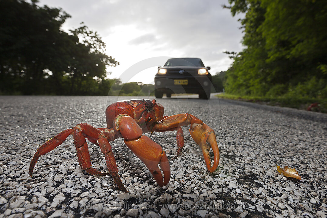 Christmas Island Red Crab crosses Road, Gecarcoidea natalis, Christmas Island, Australia