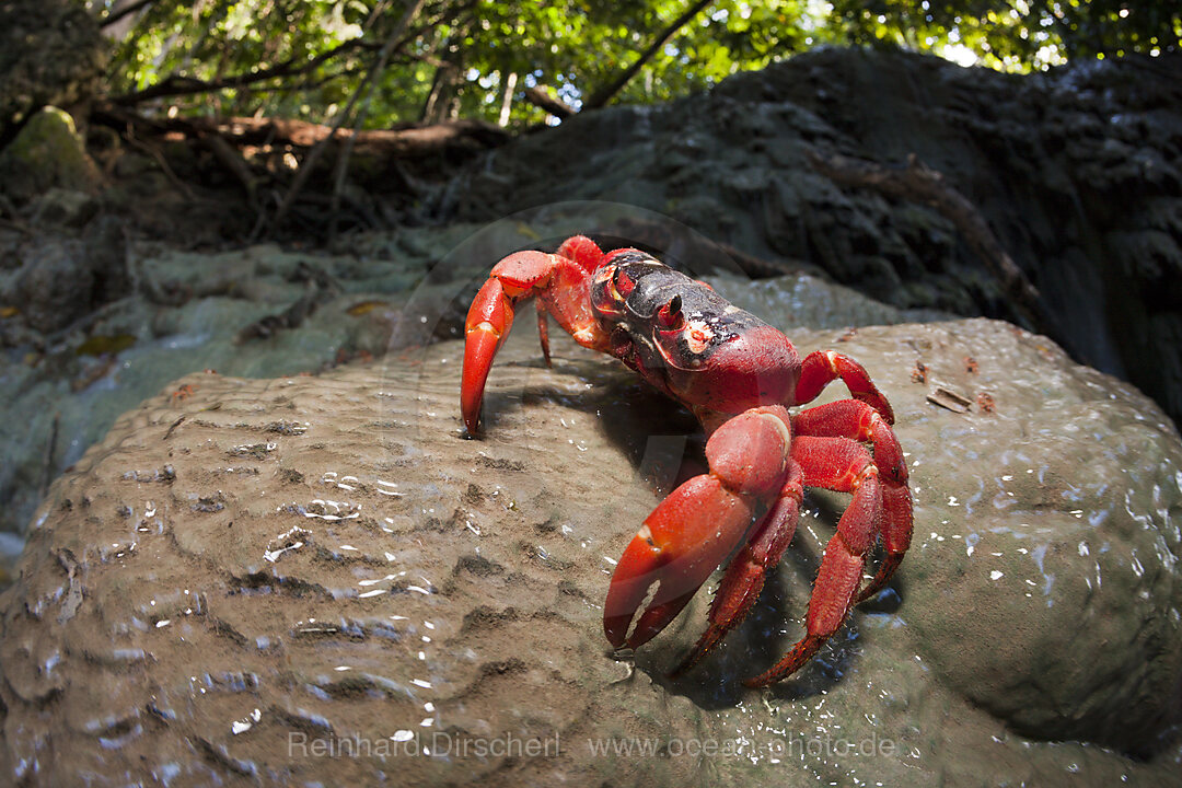 Christmas Island Red Crab at Hughes Dale Waterfall, Gecarcoidea natalis, Christmas Island, Australia