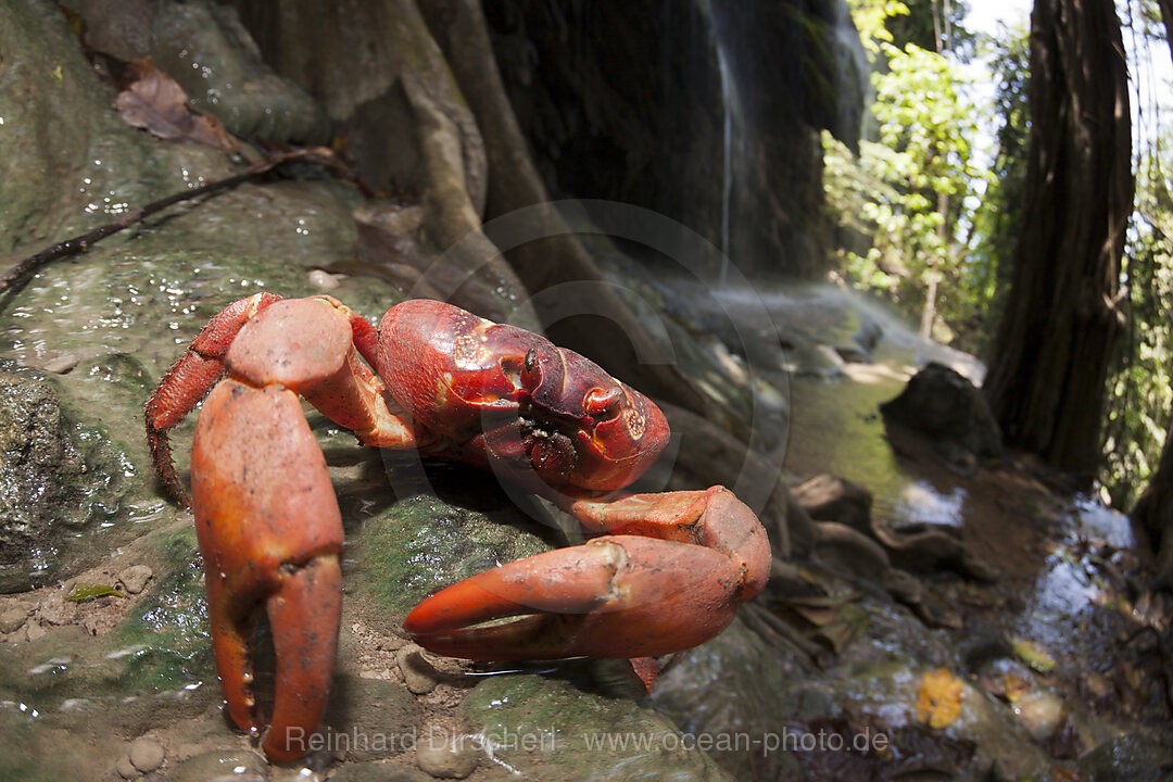 Weihnachtsinsel-Krabbe am Hughes Dale Waterfall, Gecarcoidea natalis, Weihnachstinsel, Australien