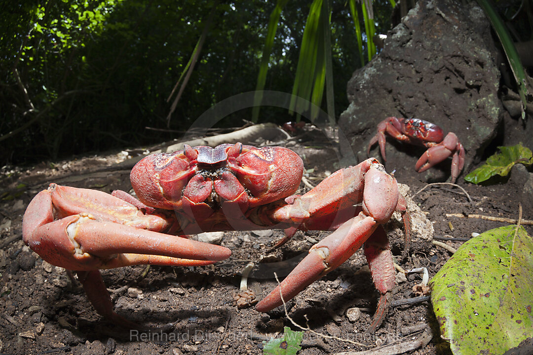 Christmas Island Red Crab, Gecarcoidea natalis, Christmas Island, Australia