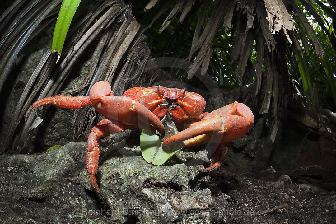 Christmas Island Red Crab feeding on Leaf, Gecarcoidea natalis, Christmas Island, Australia