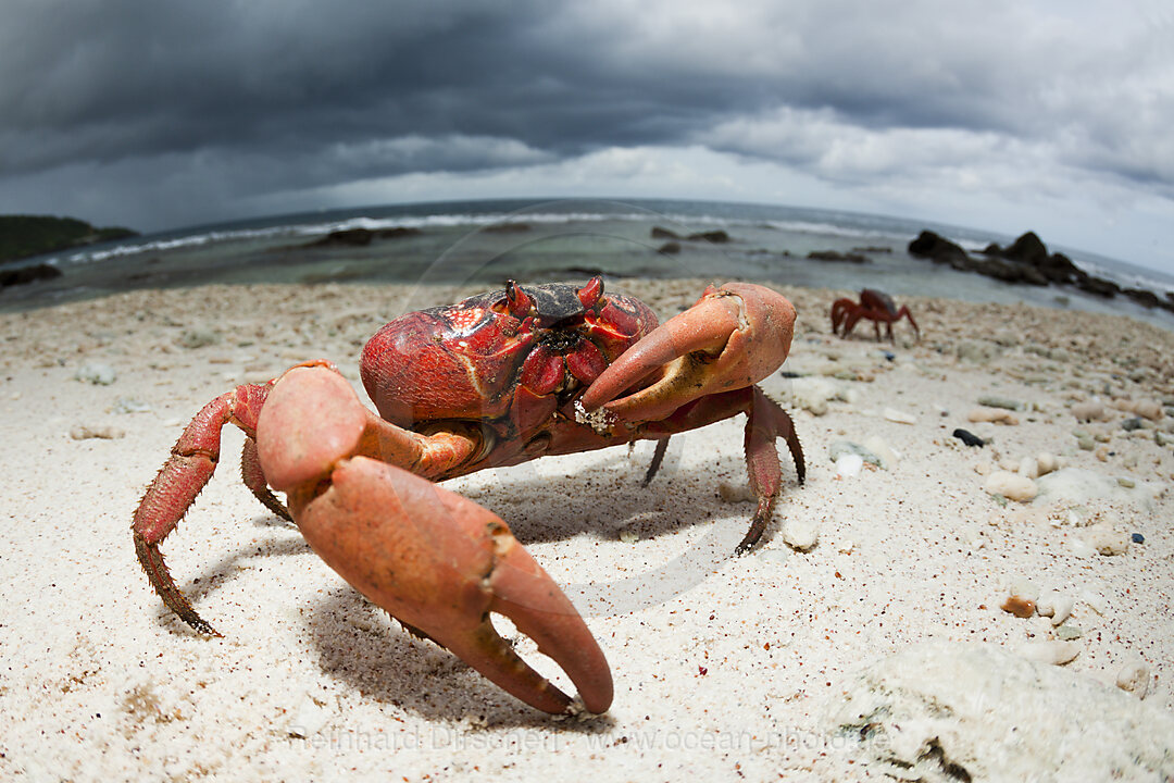 Christmas Island Red Crab at Ethel Beach, Gecarcoidea natalis, Christmas Island, Australia