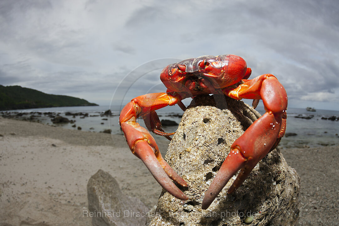 Weihnachtsinsel-Krabbe am Strand, Gecarcoidea natalis, Weihnachstinsel, Australien