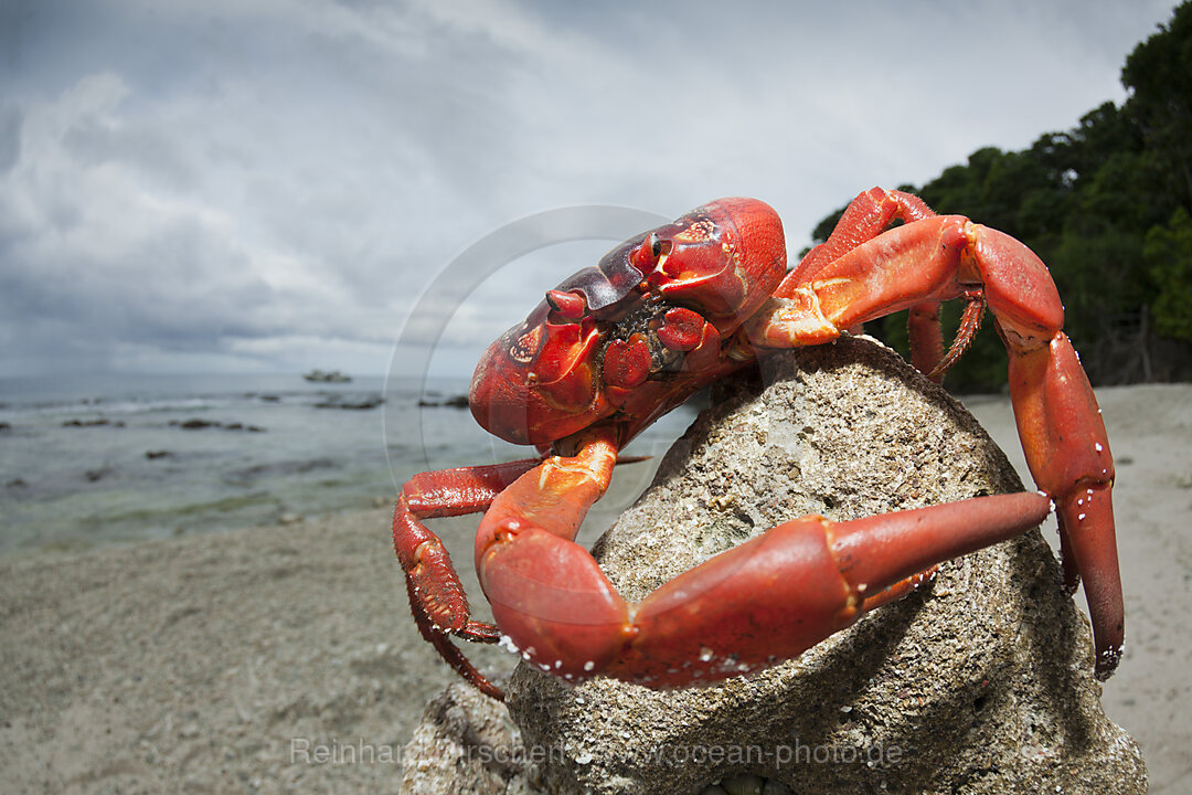 Weihnachtsinsel-Krabbe am Strand, Gecarcoidea natalis, Weihnachstinsel, Australien