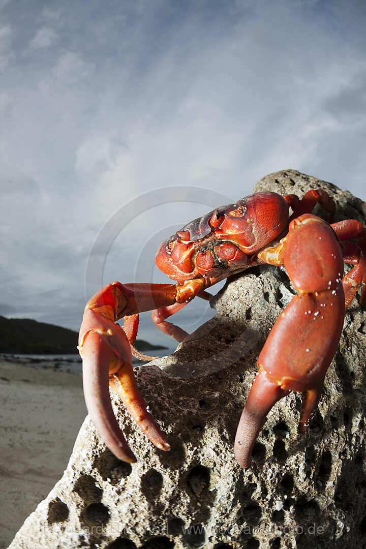 Christmas Island Red Crab at Ethel Beach, Gecarcoidea natalis, Christmas Island, Australia