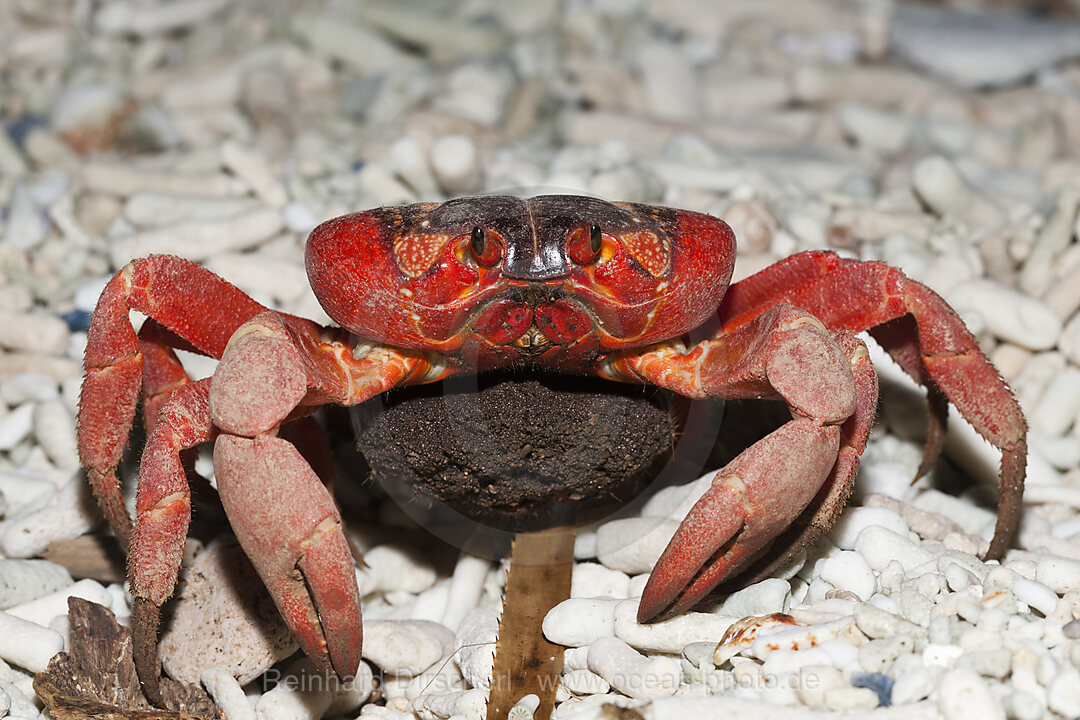 Christmas Island Red Crab with Eggs, Gecarcoidea natalis, Christmas Island, Australia