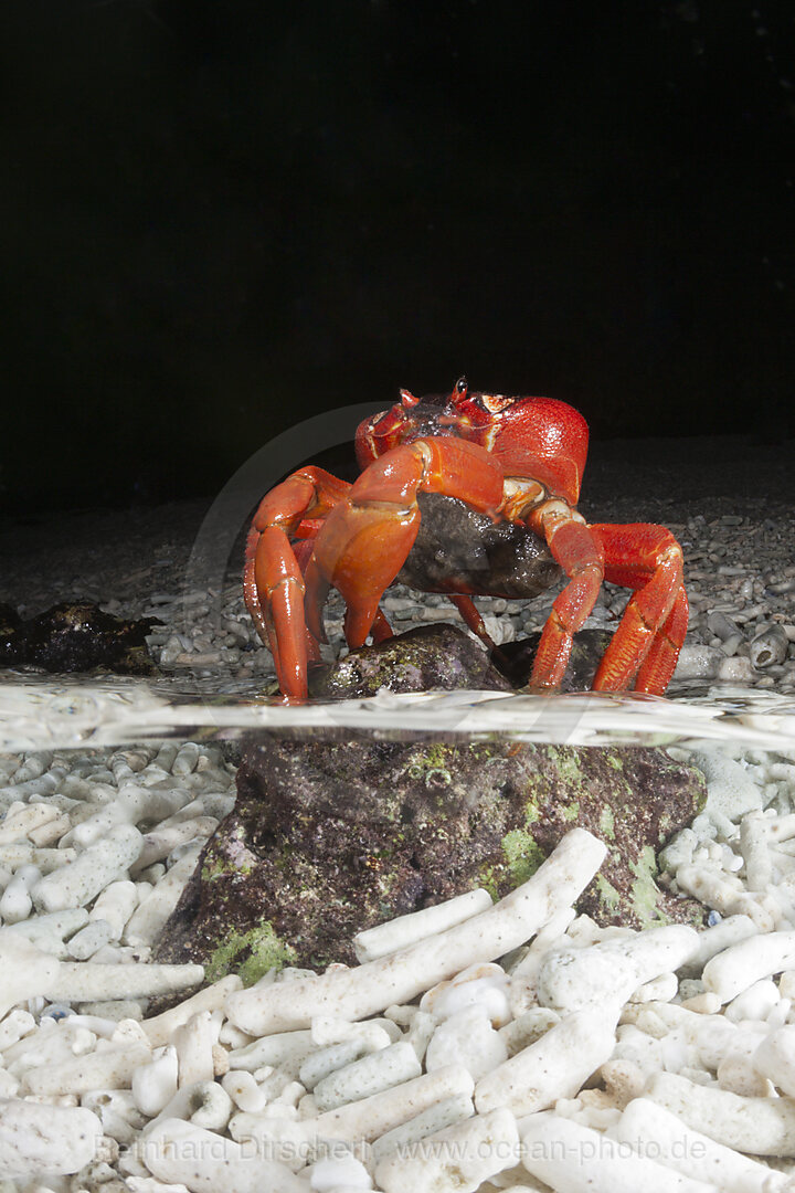 Christmas Island Red Crab release eggs into ocean, Gecarcoidea natalis, Christmas Island, Australia