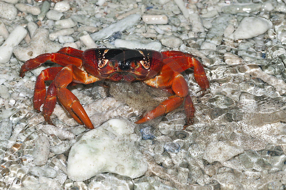 Weihnachtsinsel-Krabbe legt Eier im Meer ab, Gecarcoidea natalis, Weihnachstinsel, Australien