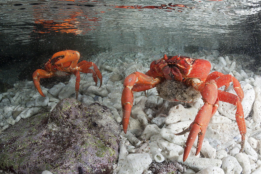 Christmas Island Red Crab release eggs into ocean, Gecarcoidea natalis, Christmas Island, Australia