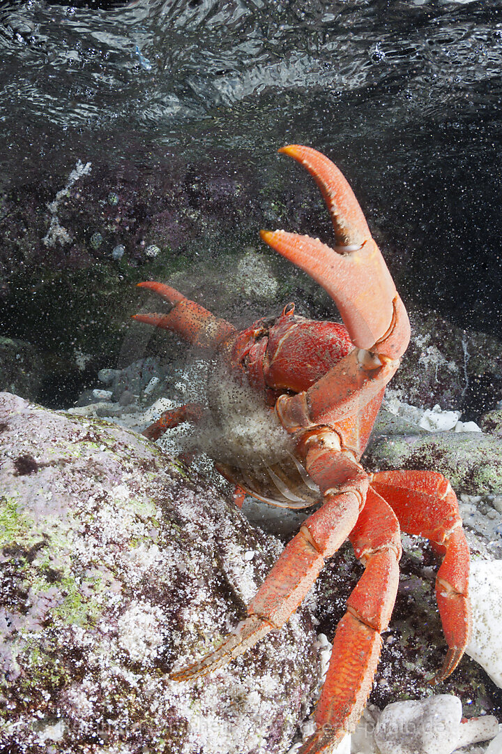 Christmas Island Red Crab release eggs into ocean, Gecarcoidea natalis, Christmas Island, Australia