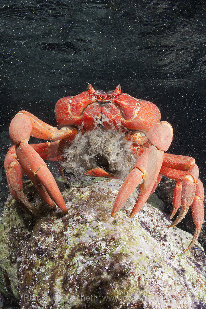 Weihnachtsinsel-Krabbe legt Eier im Meer ab, Gecarcoidea natalis, Weihnachstinsel, Australien