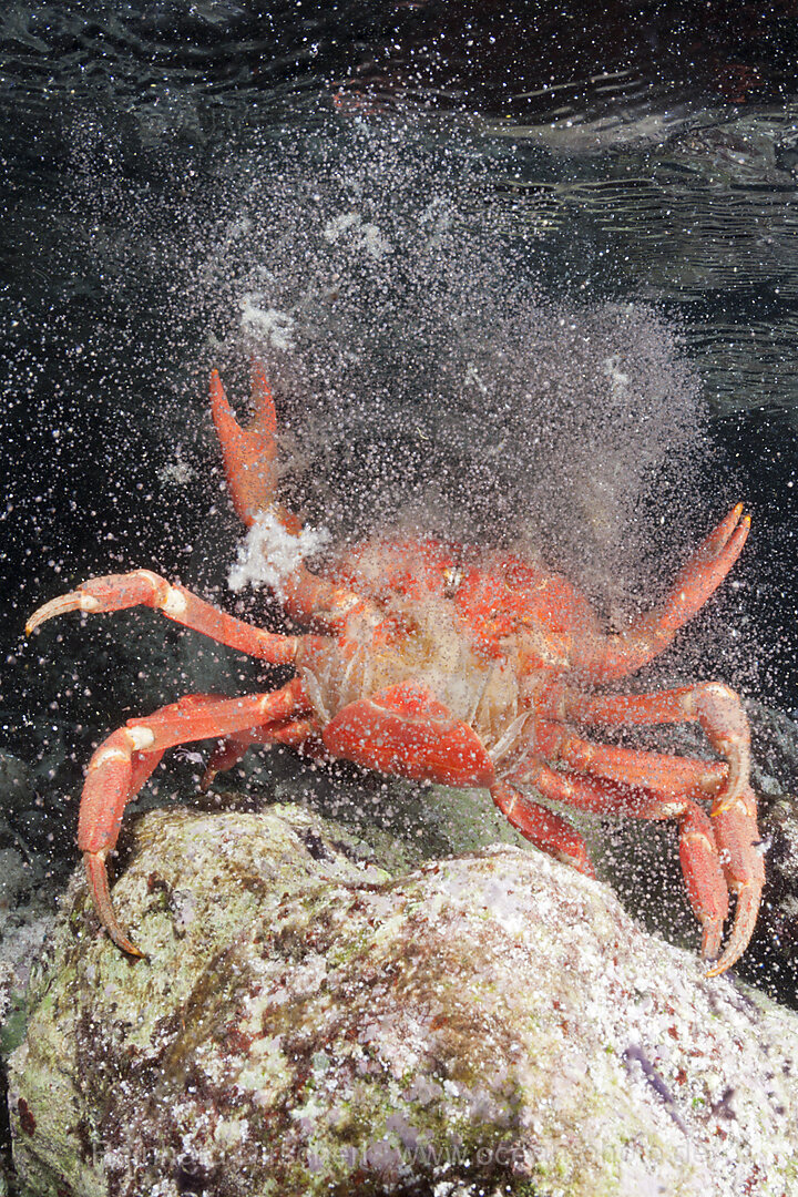 Weihnachtsinsel-Krabbe legt Eier im Meer ab, Gecarcoidea natalis, Weihnachstinsel, Australien