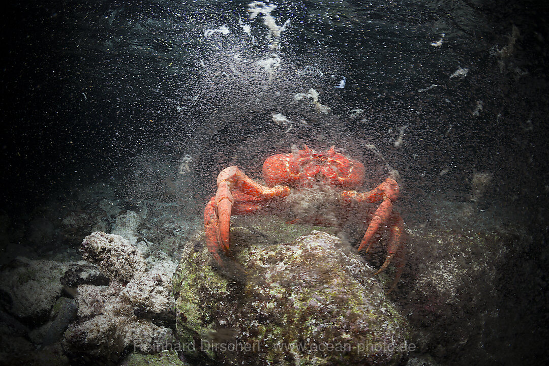 Christmas Island Red Crab release eggs into ocean, Gecarcoidea natalis, Christmas Island, Australia