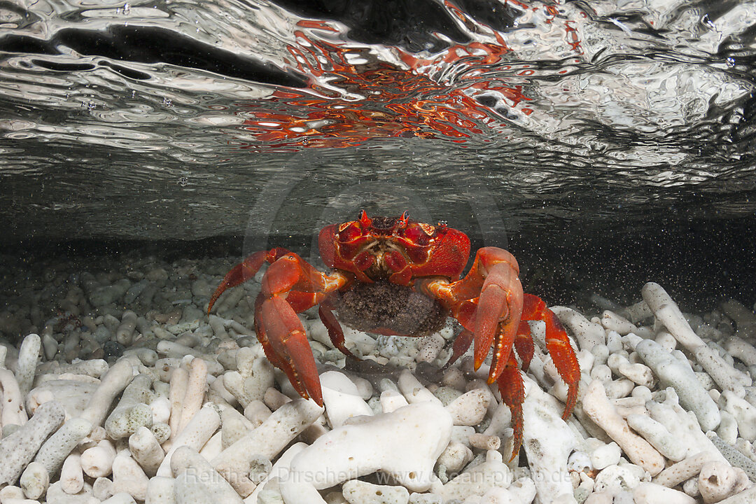 Christmas Island Red Crab release eggs into ocean, Gecarcoidea natalis, Christmas Island, Australia