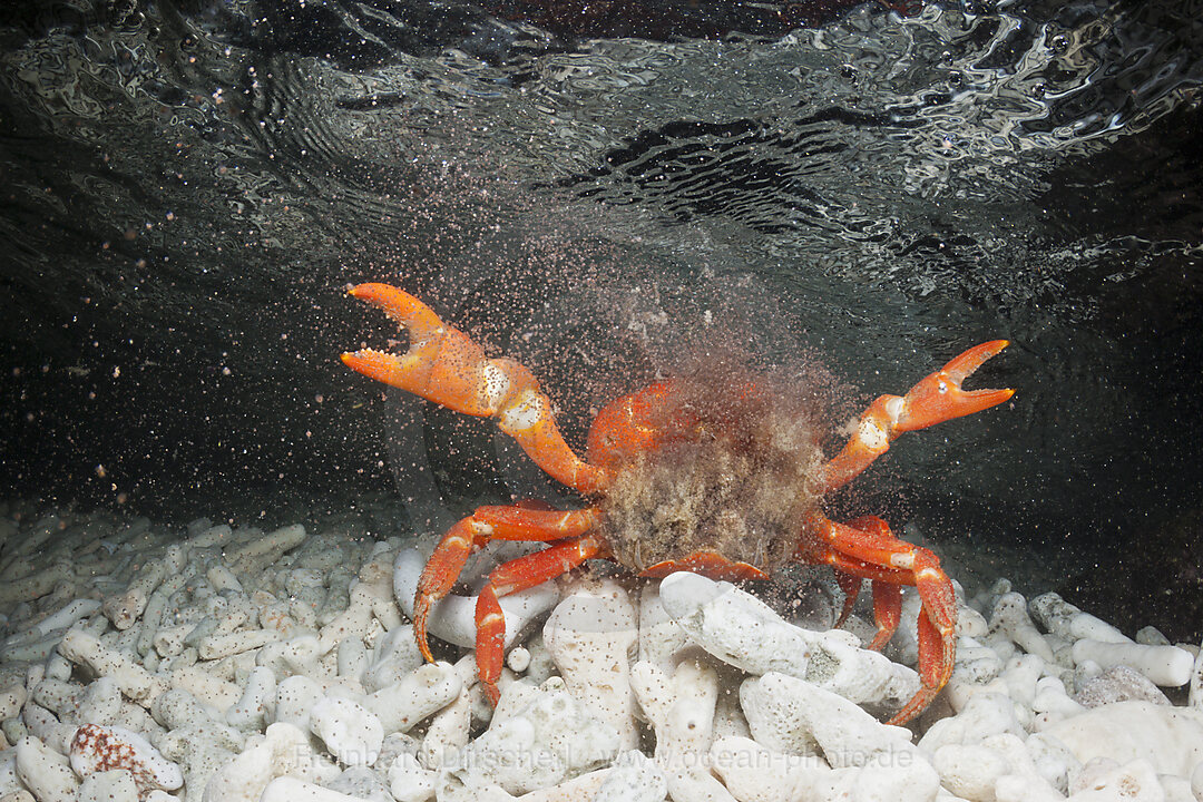 Weihnachtsinsel-Krabbe legt Eier im Meer ab, Gecarcoidea natalis, Weihnachstinsel, Australien