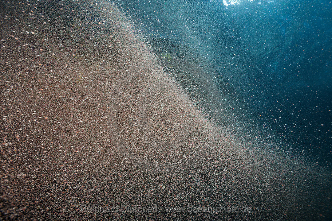 Clouds of Crab Larvae swirl near Shore, Gecarcoidea natalis, Christmas Island, Australia