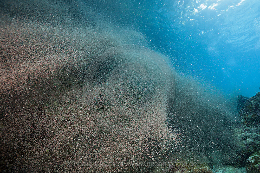 Wolken von Krabbenlarven schweben im Meer, Gecarcoidea natalis, Weihnachstinsel, Australien