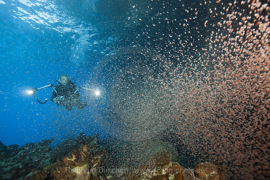 Clouds of Crab Larvae swirl near Shore, Gecarcoidea natalis, Christmas Island, Australia