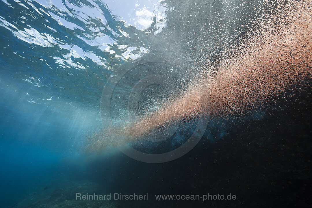 Clouds of Crab Larvae swirl near Shore, Gecarcoidea natalis, Christmas Island, Australia