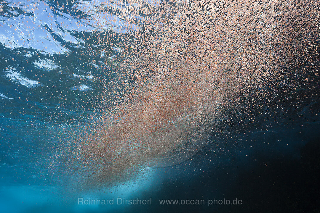 Wolken von Krabbenlarven schweben im Meer, Gecarcoidea natalis, Weihnachstinsel, Australien