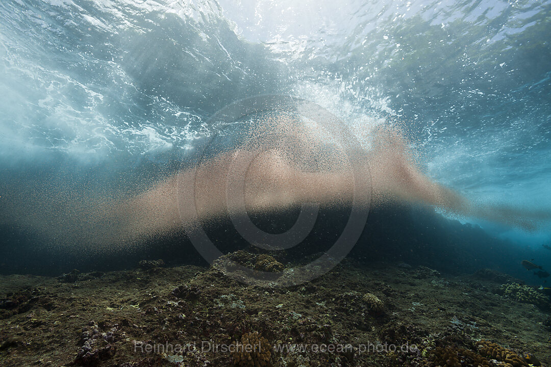 Wolken von Krabbenlarven schweben im Meer, Gecarcoidea natalis, Weihnachstinsel, Australien