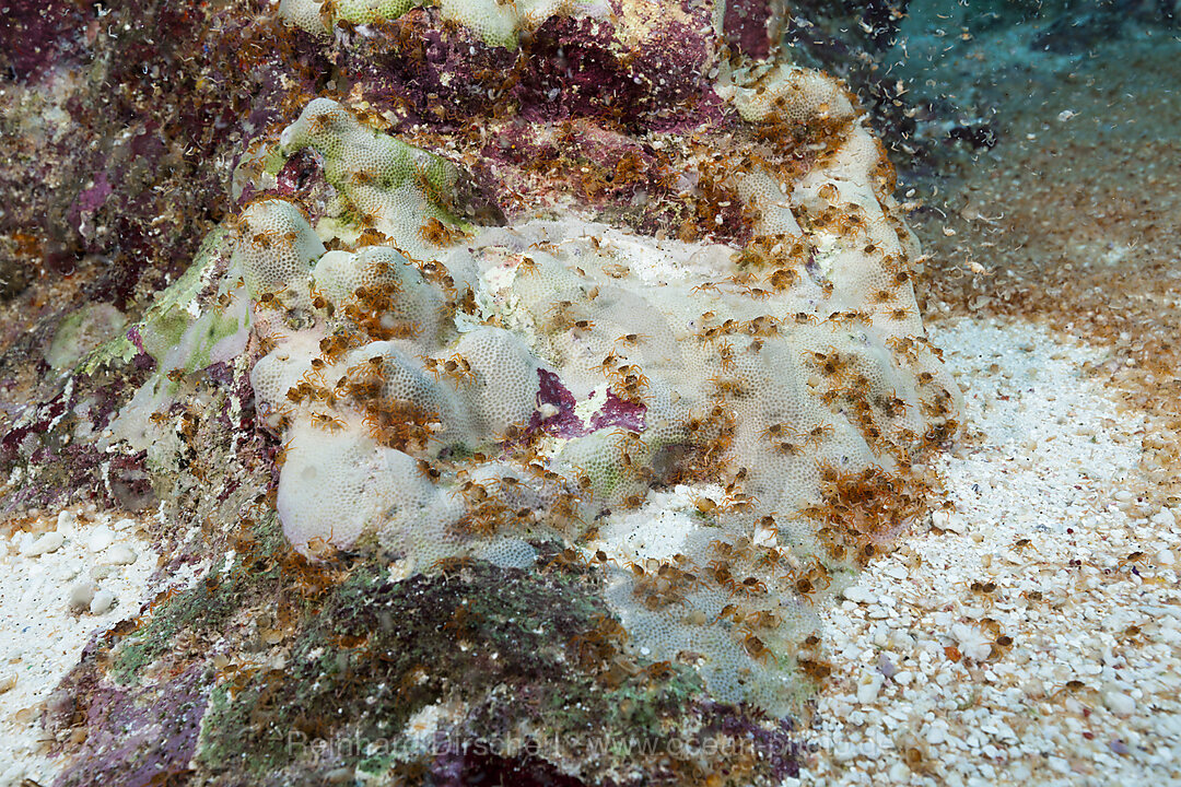 Crab Larvae in Indian Ocean, Underwater Cave, Gecarcoidea natalis, Christmas Island, Australia