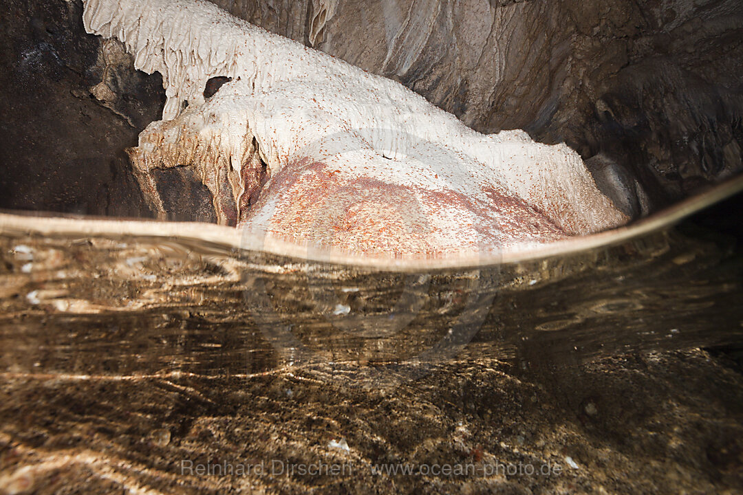 Crab Larvae in Indian Ocean, Underwater Cave, Gecarcoidea natalis, Christmas Island, Australia