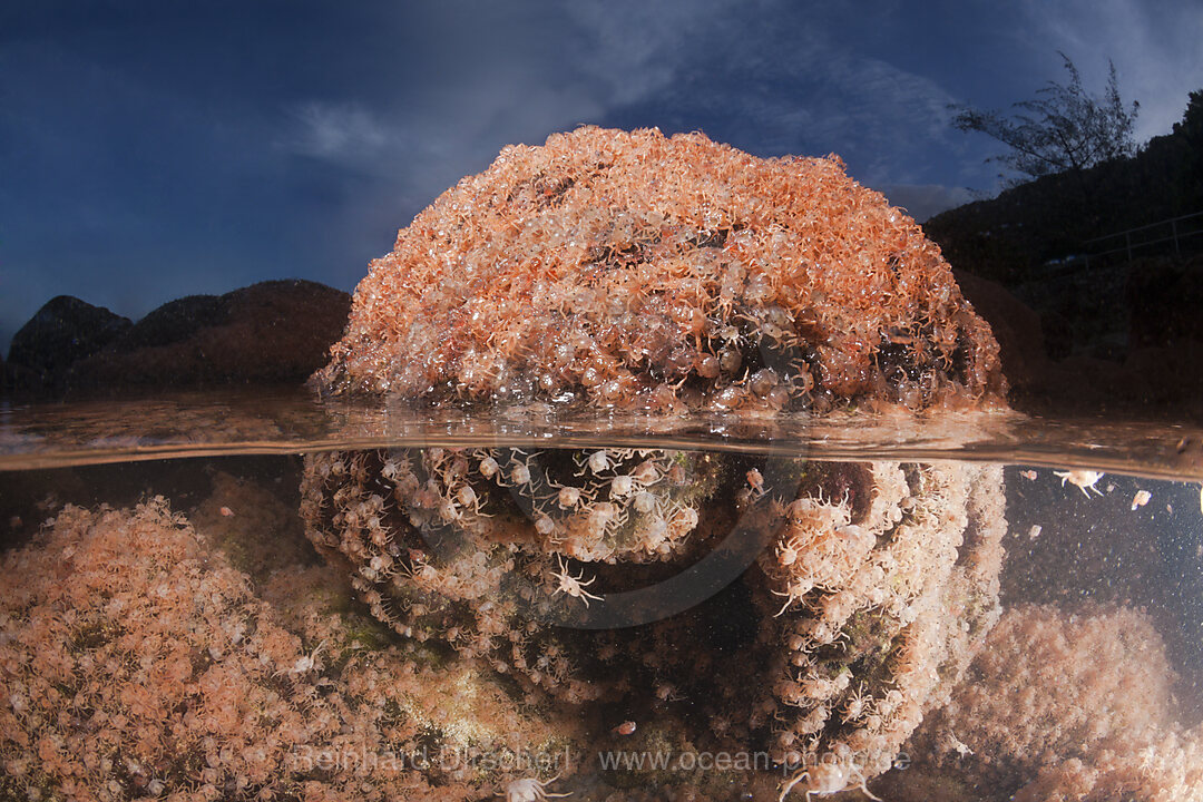 Juvenile Krabben kehren aus dem Meer zurueck, Gecarcoidea natalis, Weihnachstinsel, Australien