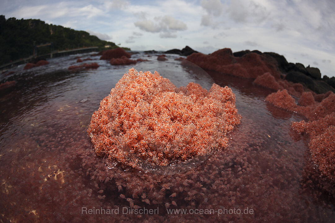 Juvenile Krabben kehren aus dem Meer zurueck, Gecarcoidea natalis, Weihnachstinsel, Australien