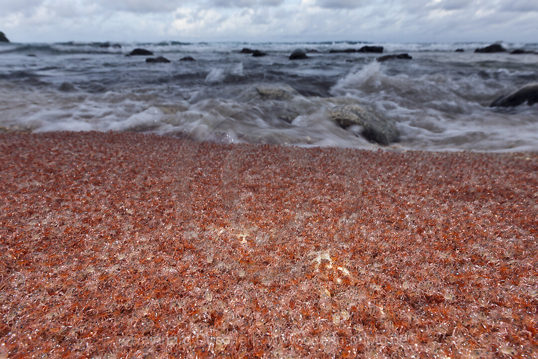 Juvenile Krabben kehren aus dem Meer zurueck, Gecarcoidea natalis, Weihnachstinsel, Australien