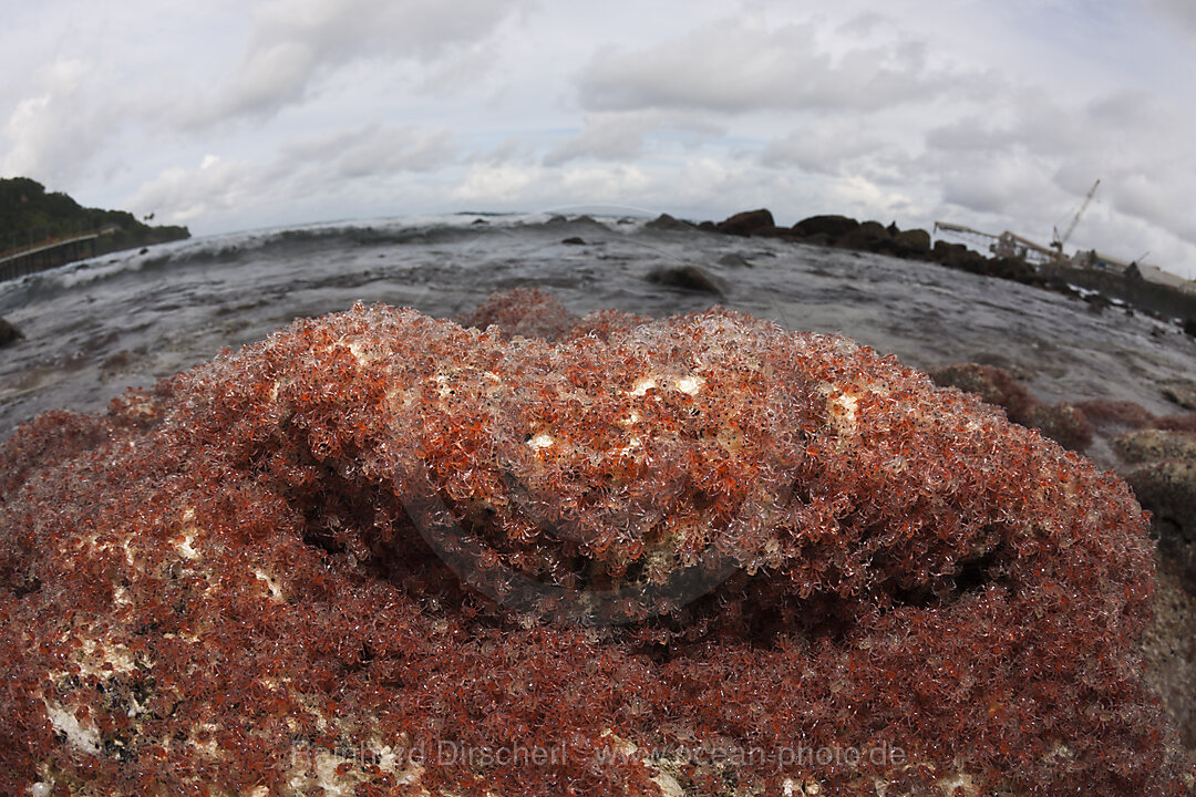 Juvenile Krabben kehren aus dem Meer zurueck, Gecarcoidea natalis, Weihnachstinsel, Australien