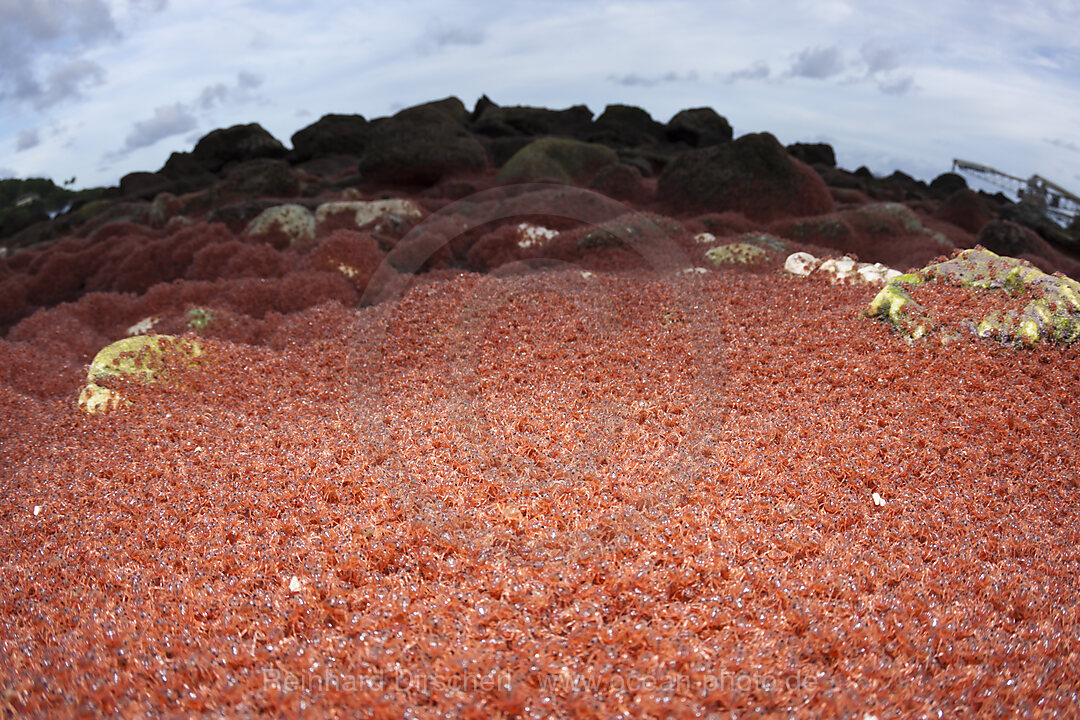 Juvenile Krabben kehren aus dem Meer zurueck, Gecarcoidea natalis, Weihnachstinsel, Australien