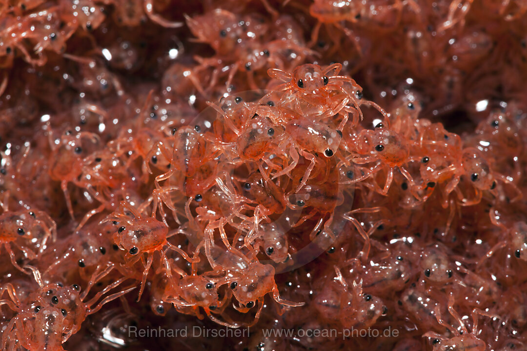 Juvenile Krabben kehren aus dem Meer zurueck, Gecarcoidea natalis, Weihnachstinsel, Australien