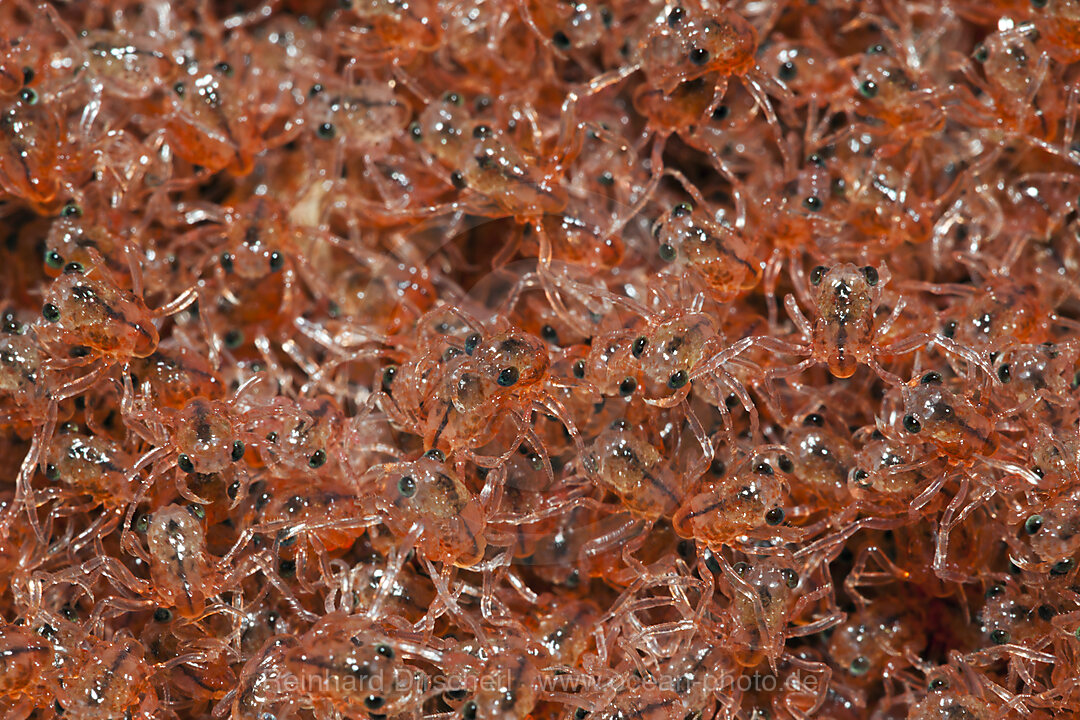 Juvenile Krabben kehren aus dem Meer zurueck, Gecarcoidea natalis, Weihnachstinsel, Australien